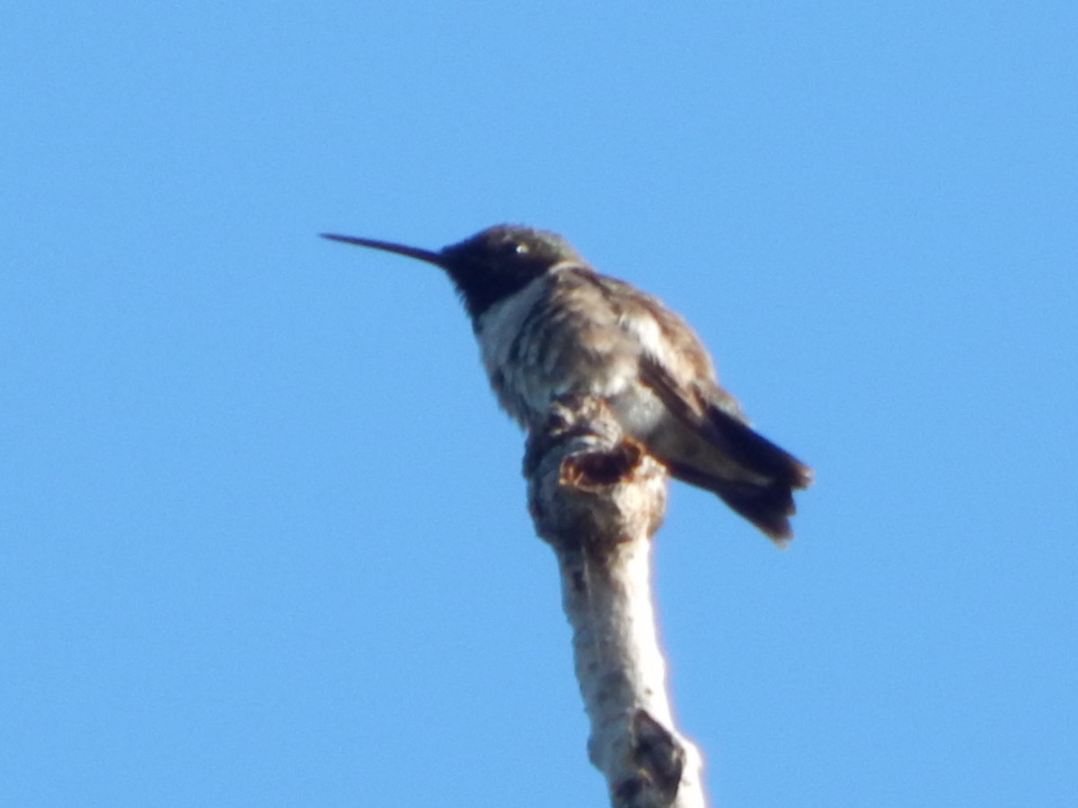 Ruby-throated Hummingbird - ML334529691
