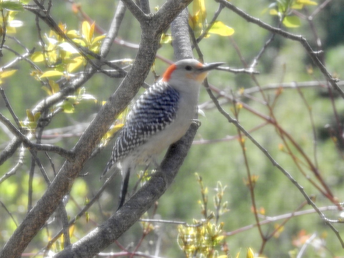 Red-bellied Woodpecker - ML334531971