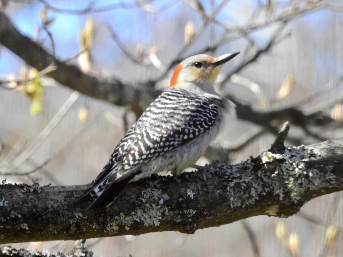 Red-bellied Woodpecker - ML334531991