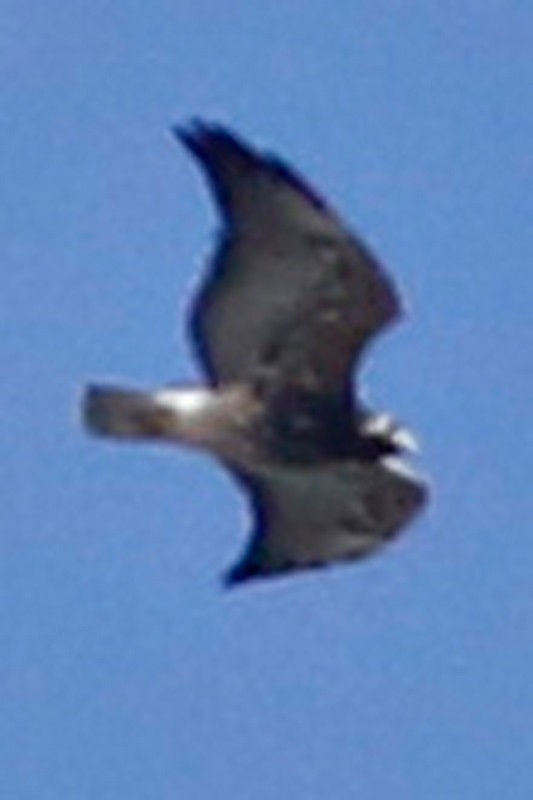 White-tailed Hawk - ML334532051