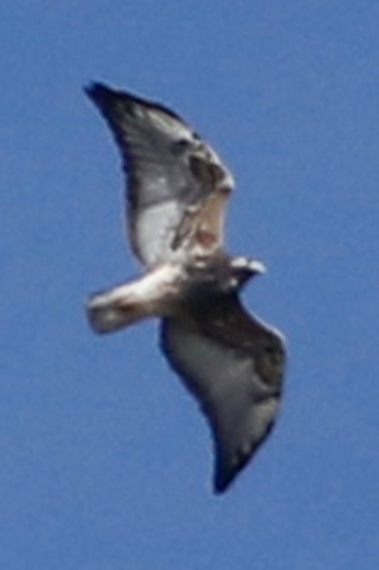 White-tailed Hawk - ML334532061