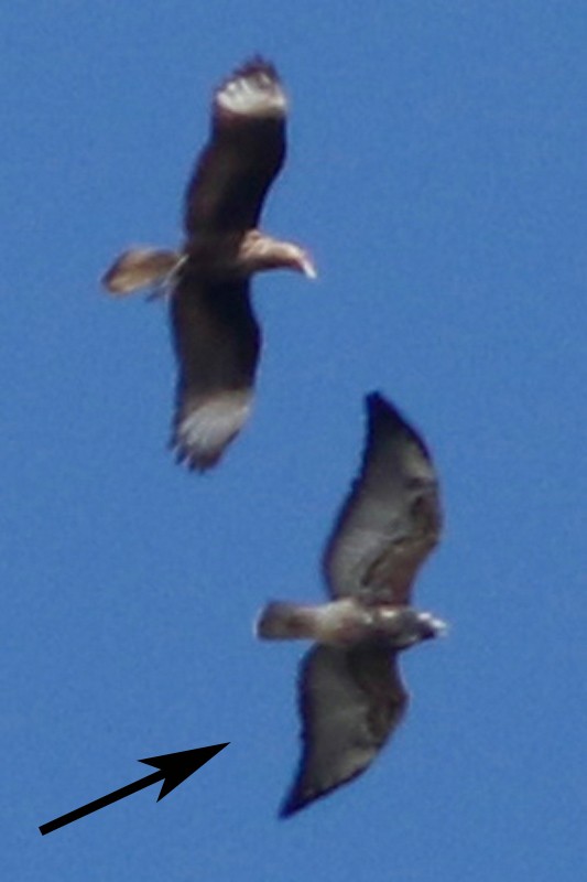 White-tailed Hawk - ML334532111