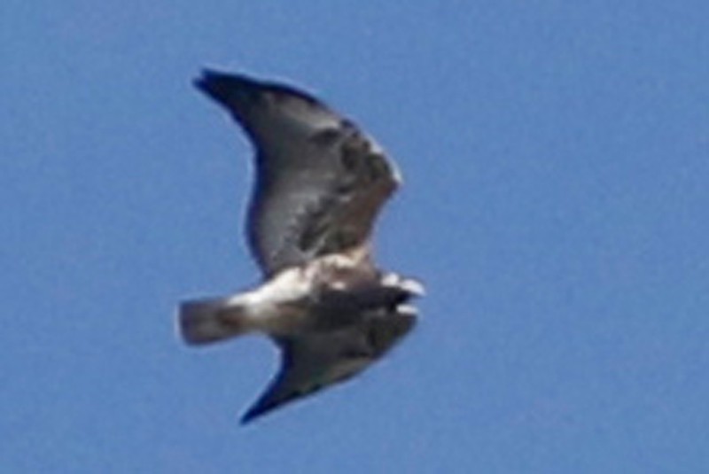 White-tailed Hawk - ML334532131