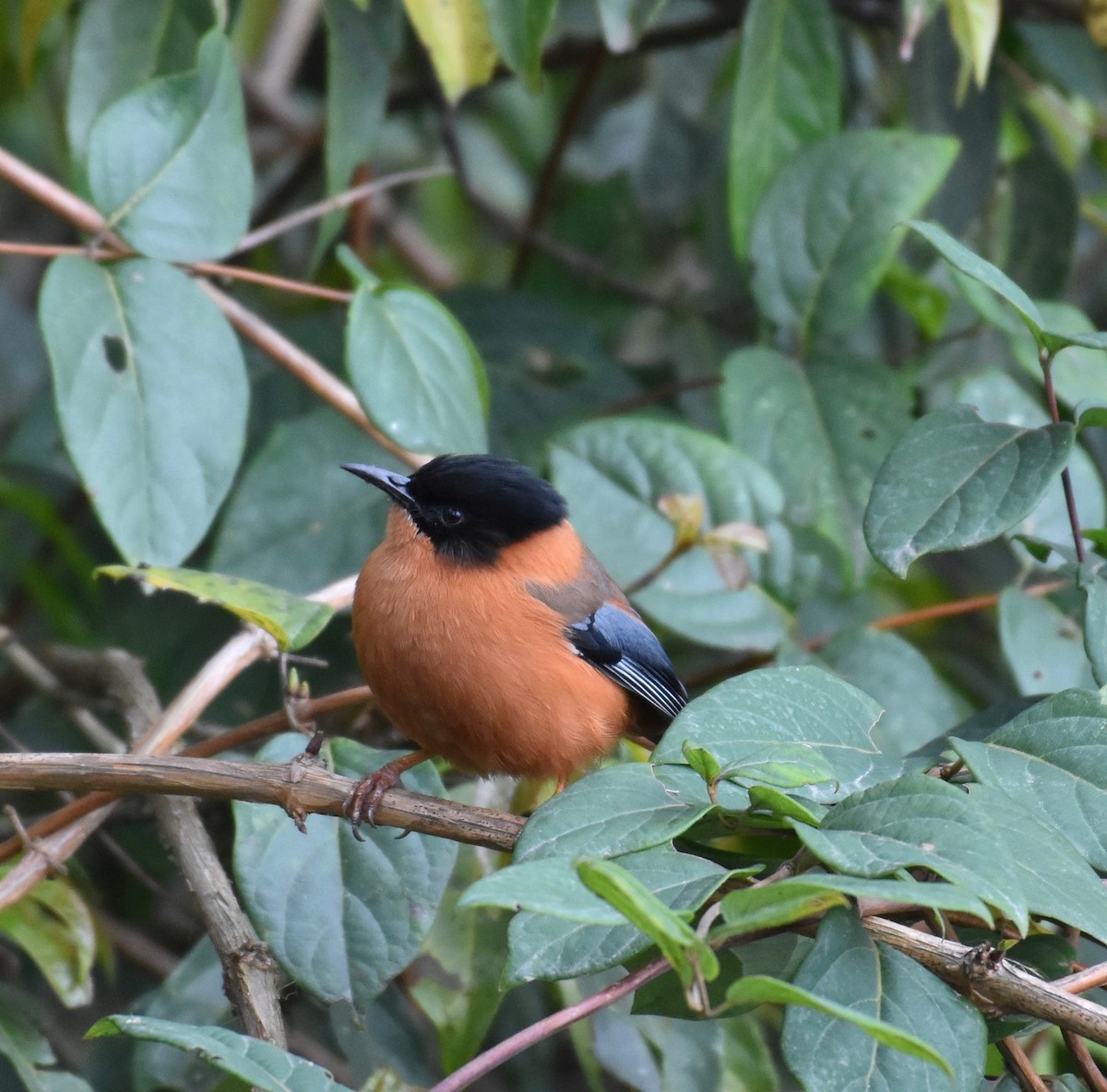 Rufous Sibia - partha ghosh