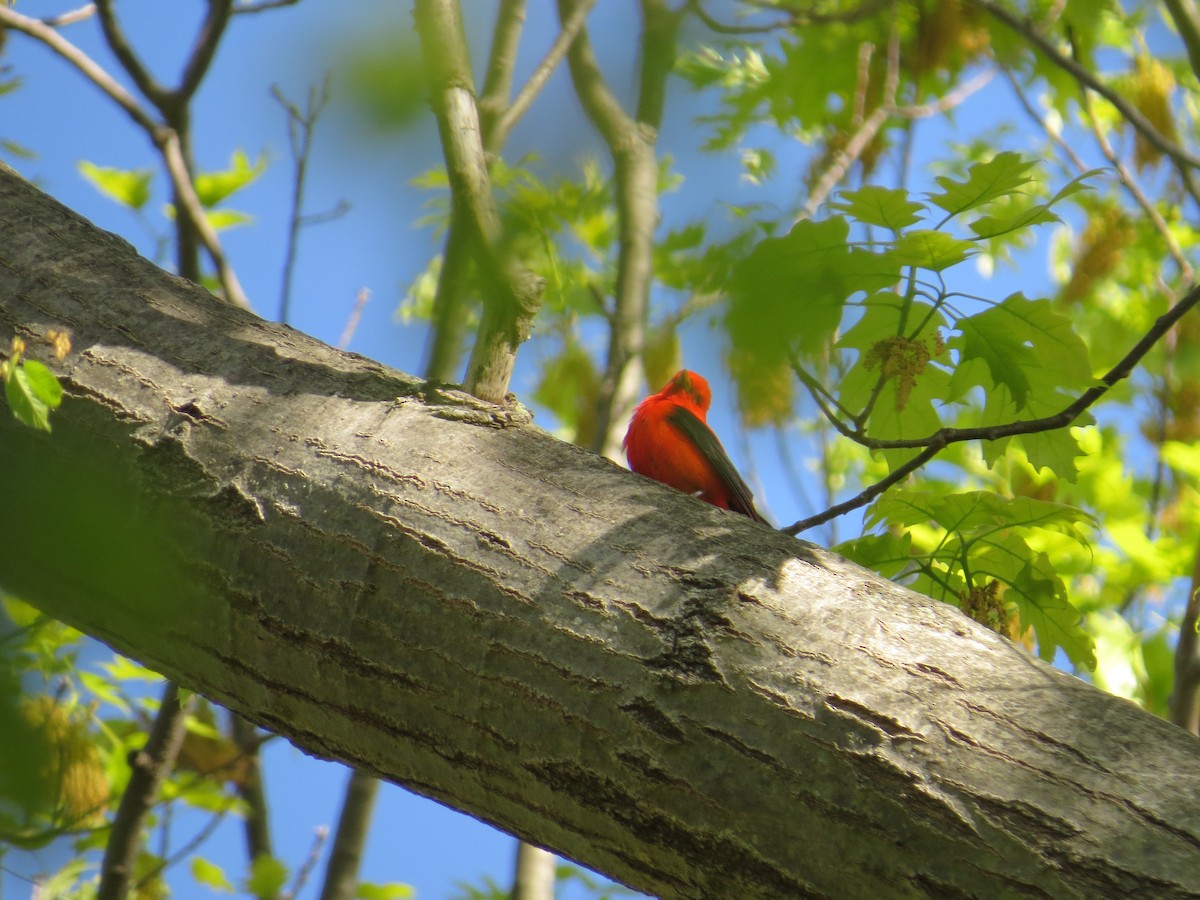 Scarlet Tanager - ML334532551