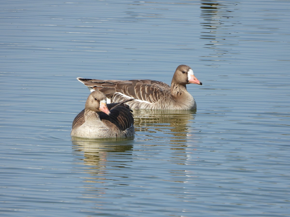 Greater White-fronted Goose - ML334533441
