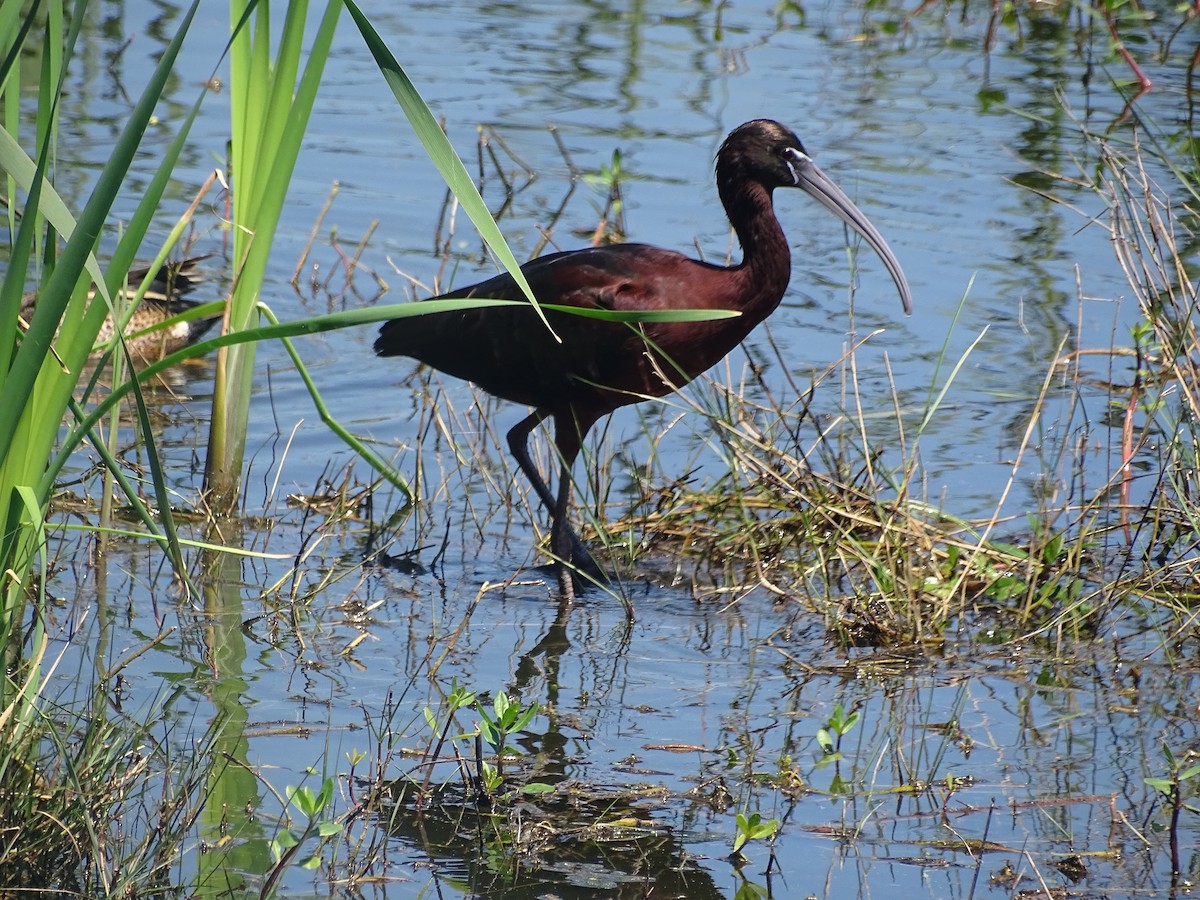 White-faced Ibis - ML334533741