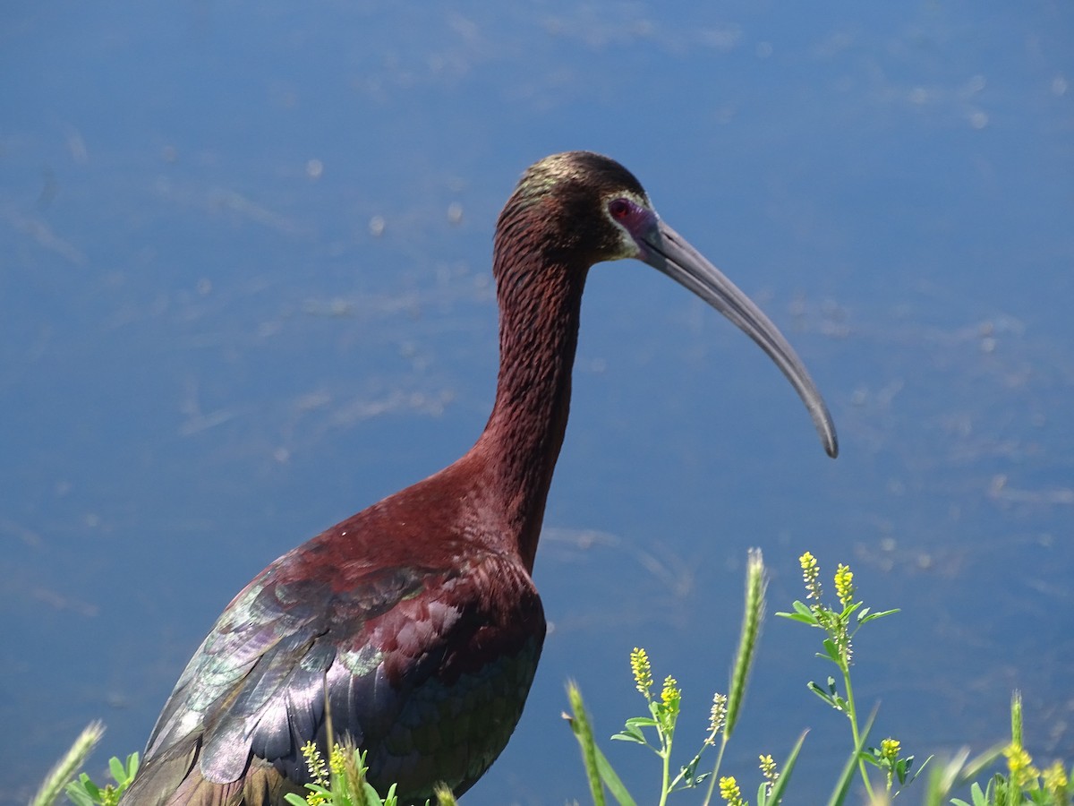 White-faced Ibis - ML334533821