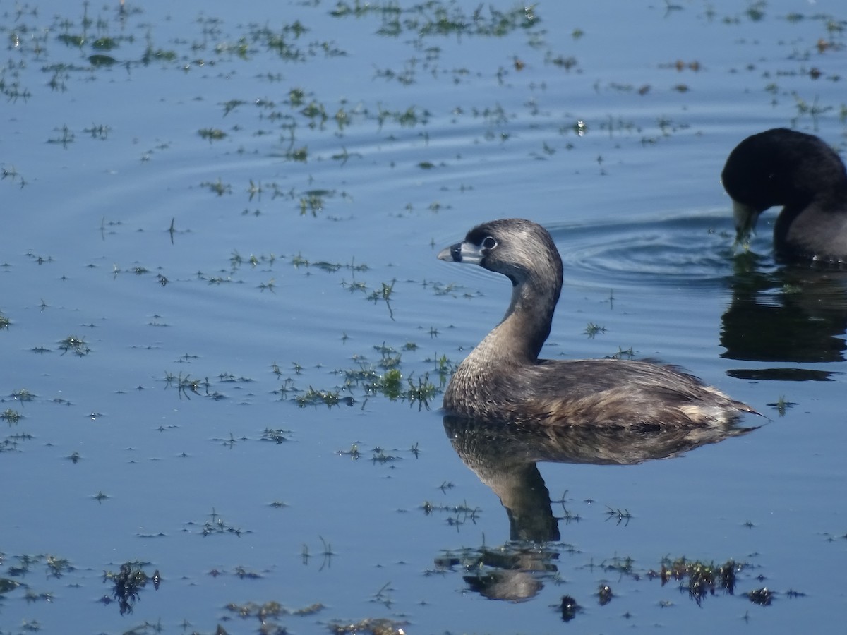 Pied-billed Grebe - ML334534291