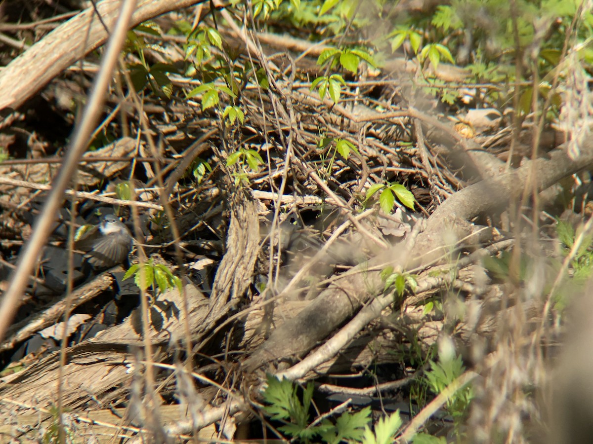 Perlita Grisilla - ML334534441