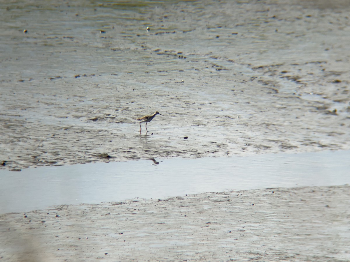 Greater Yellowlegs - Harriet Bailey