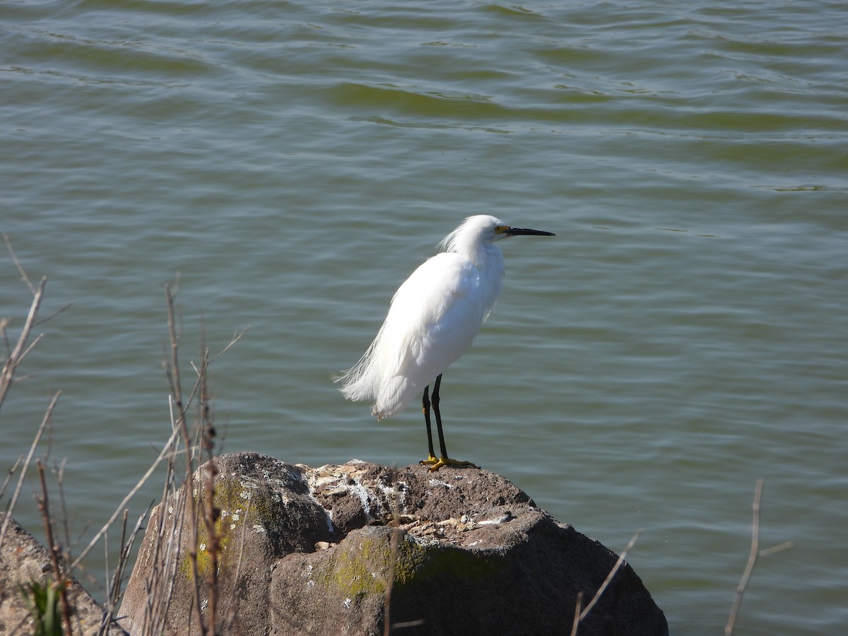 Snowy Egret - ML334536371