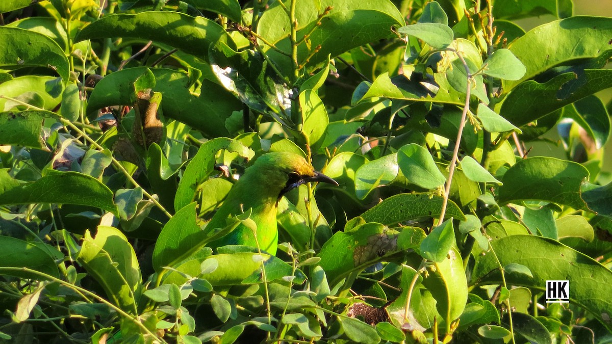 Golden-fronted Leafbird - ML334536401