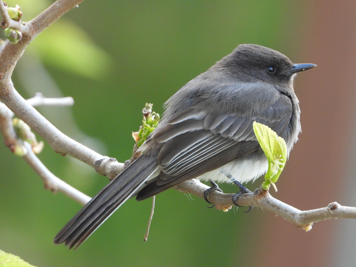 Black Phoebe - ML334536681