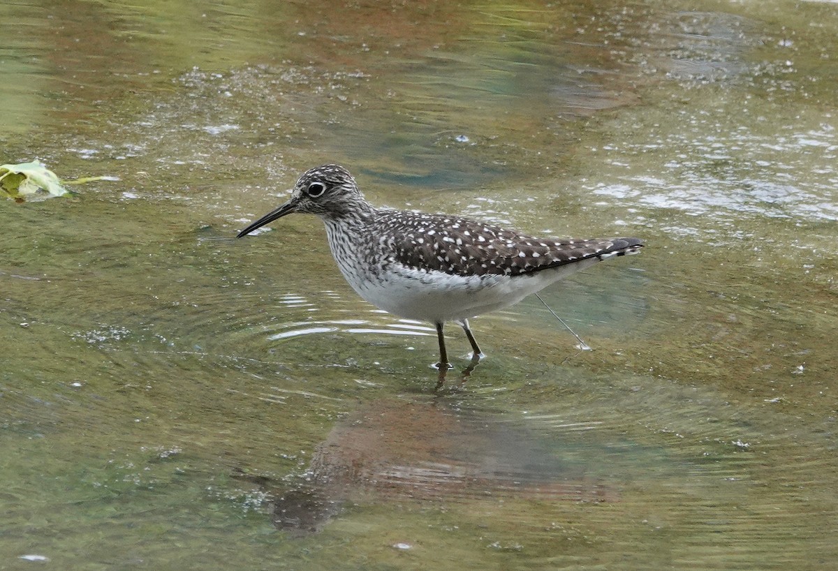 Solitary Sandpiper - ML334536921