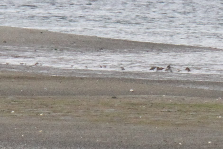 Short-billed/Long-billed Dowitcher - ML334537221