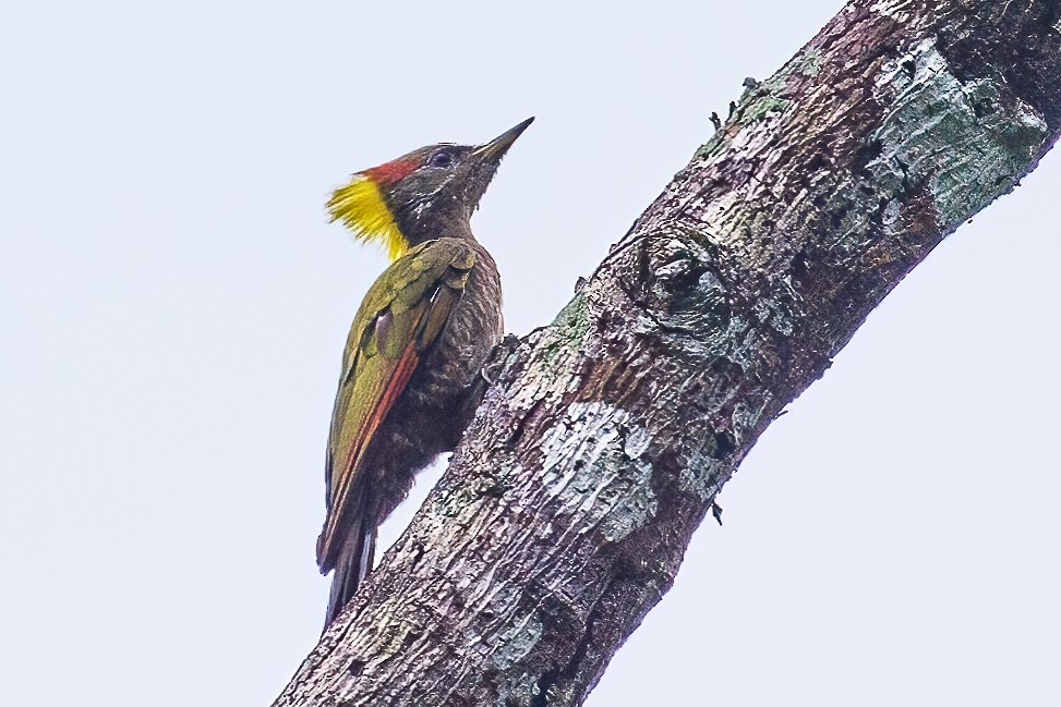 Lesser Yellownape - ML334538281