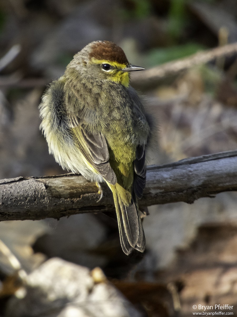 Palm Warbler - ML334539351