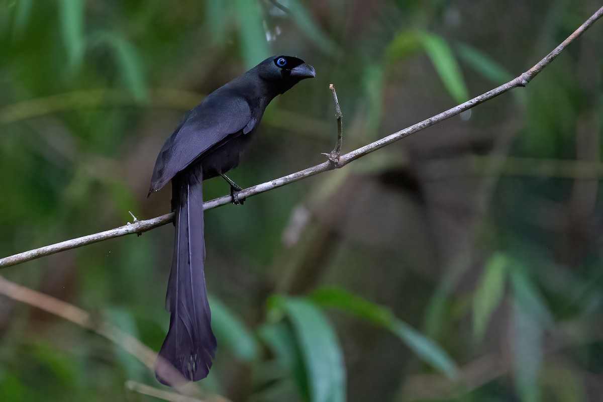 Racket-tailed Treepie - Ngoc Sam Thuong Dang