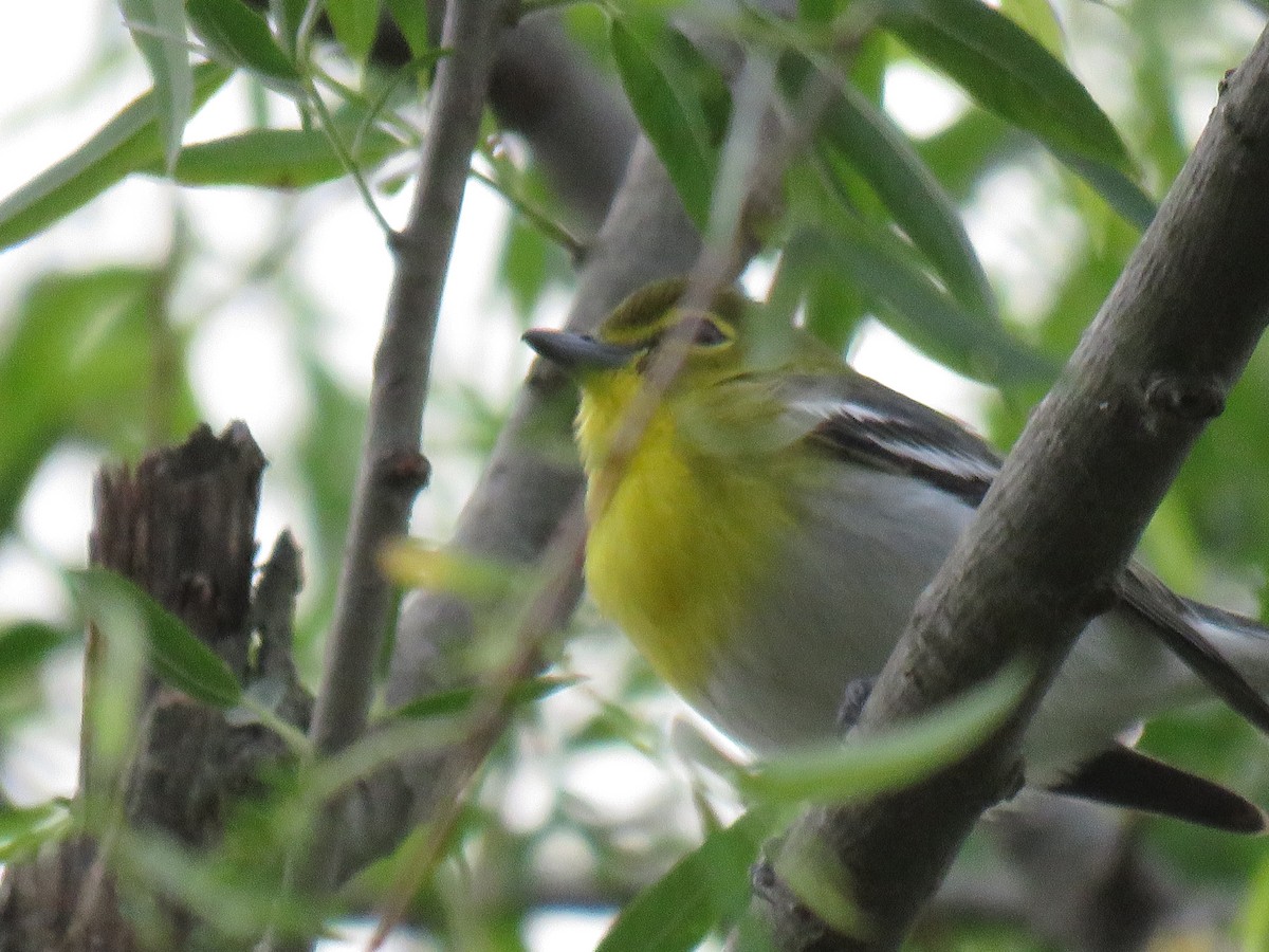 Yellow-throated Vireo - ML334540751