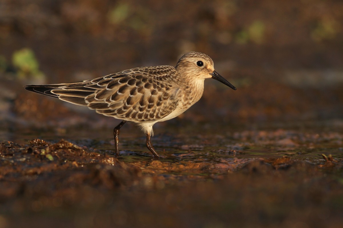 Байрдийн элсэг - ML33454101