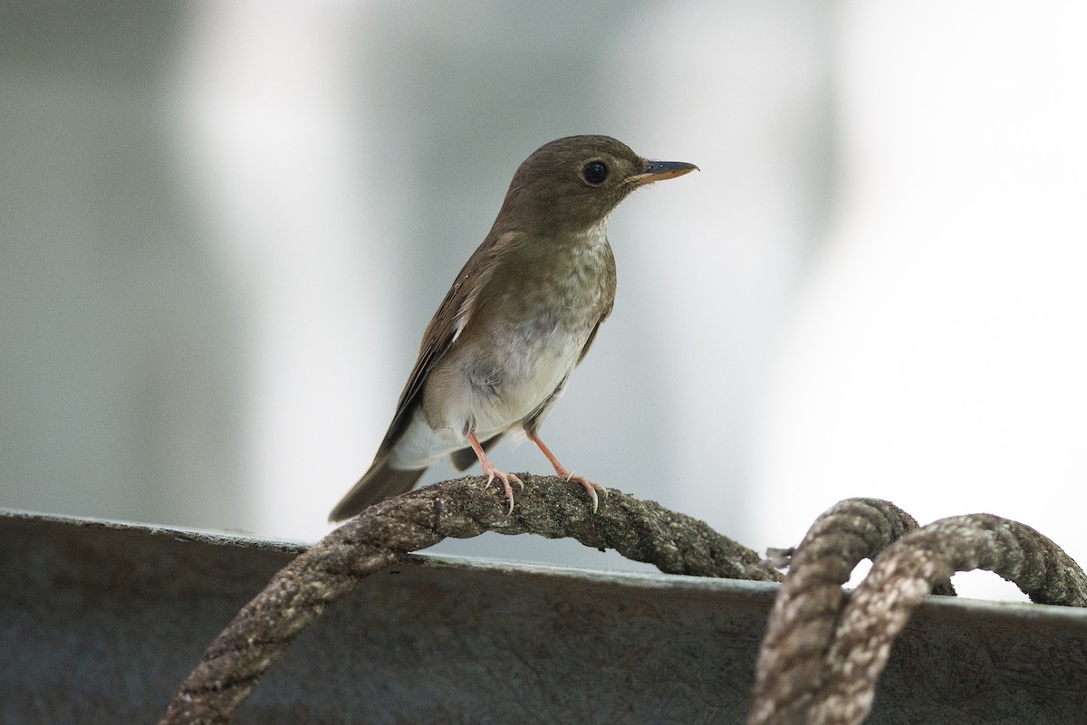 Brown-chested Jungle Flycatcher - ML334542711