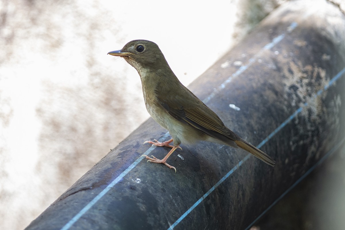 Brown-chested Jungle Flycatcher - ML334542741