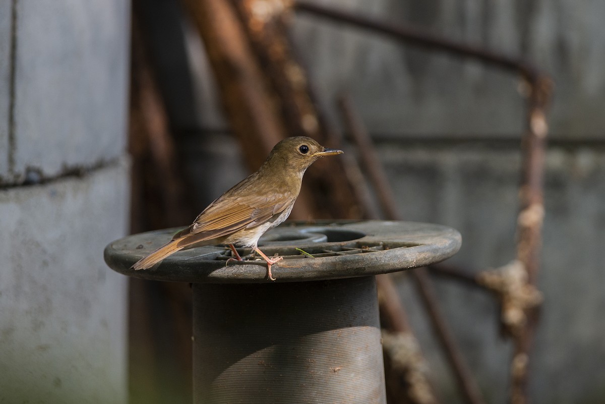 Brown-chested Jungle Flycatcher - ML334543111