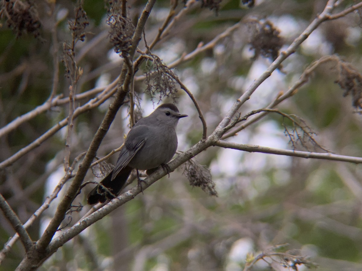 Gray Catbird - ML334543181