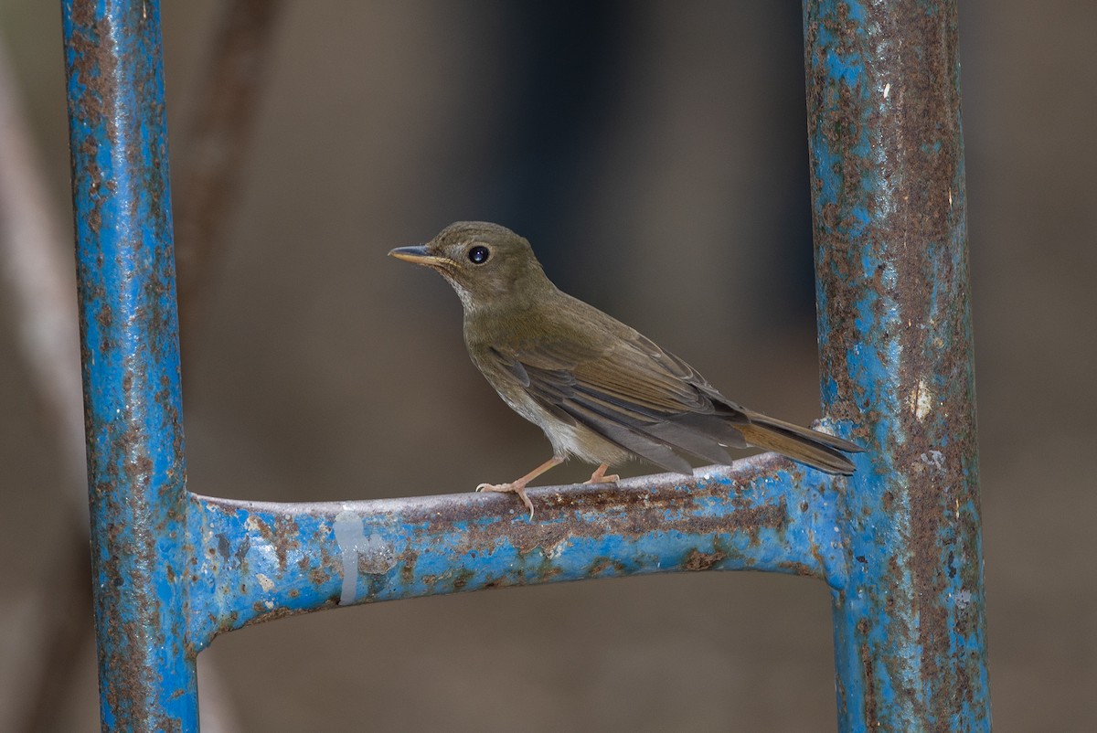 Brown-chested Jungle Flycatcher - ML334543201