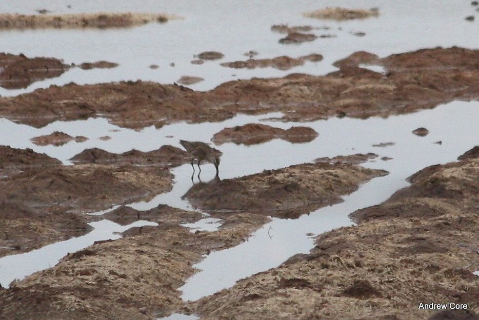 Regenbrachvogel - ML33454321