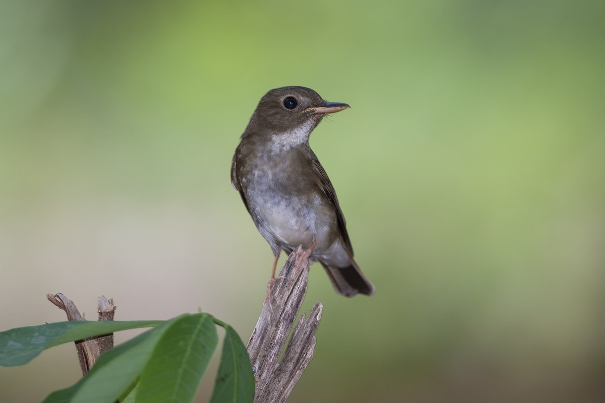 Brown-chested Jungle Flycatcher - ML334543281