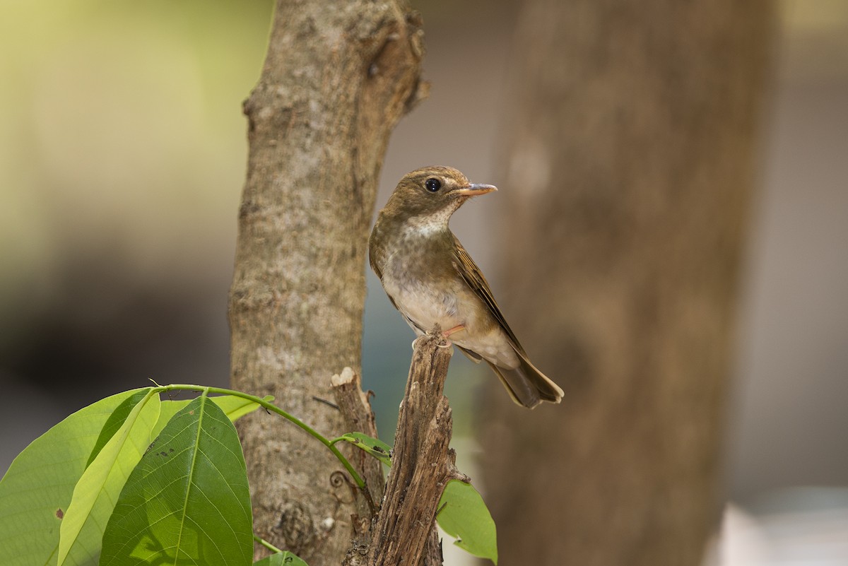 Brown-chested Jungle Flycatcher - ML334543321