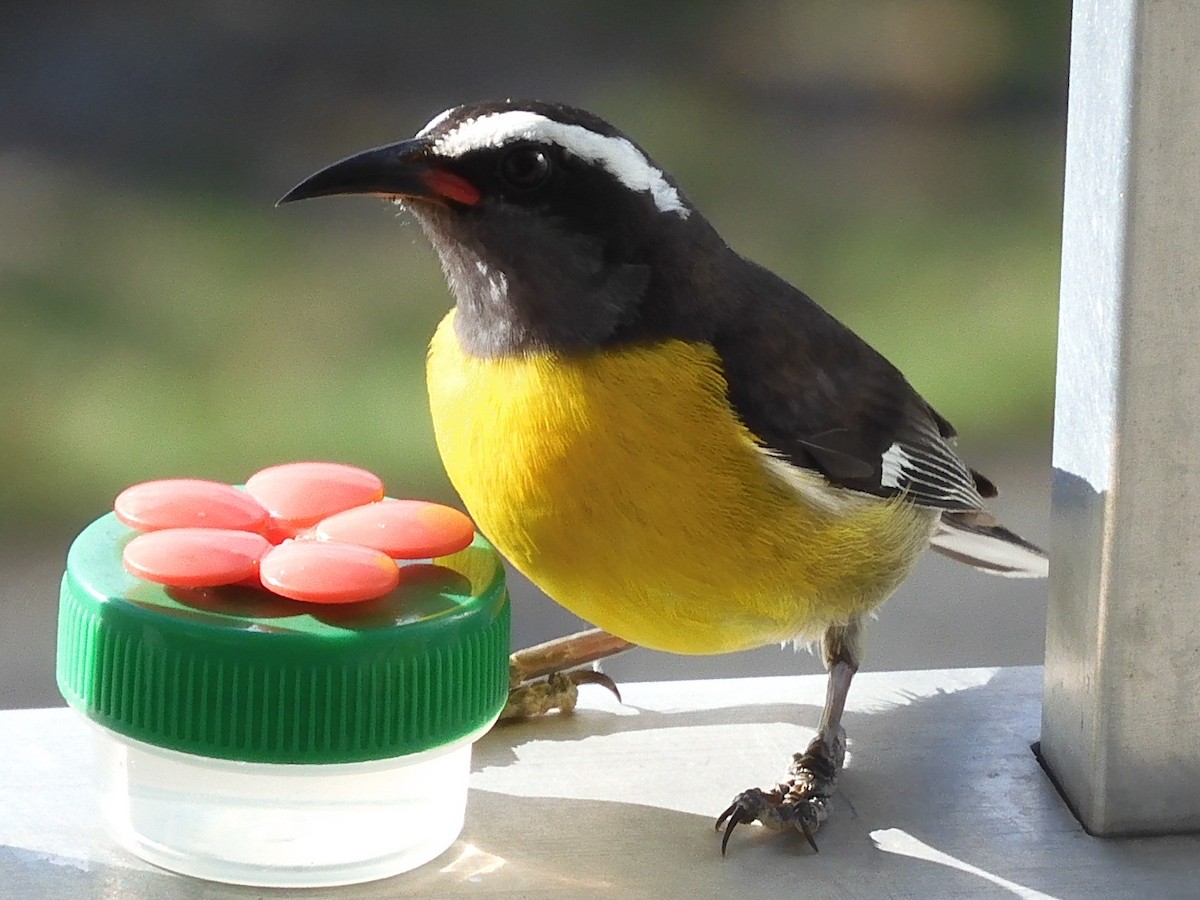 Bananaquit - ML334543401