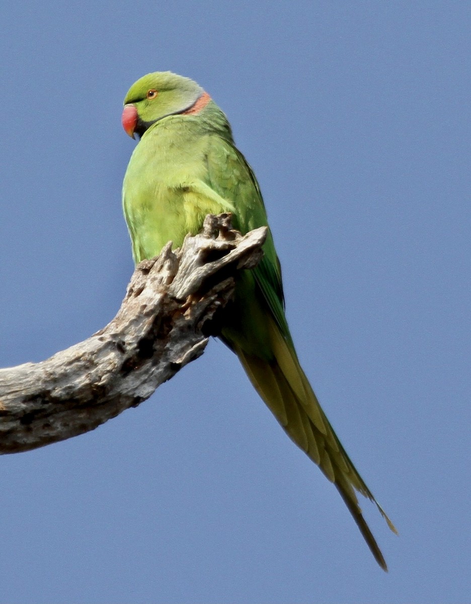 Echo Parakeet - ML334543901