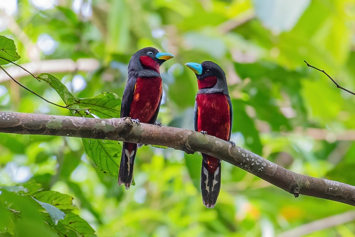 Black-and-red Broadbill - ML334544601