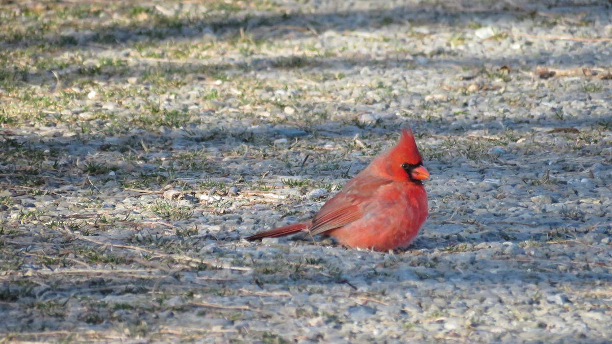 Cardinal rouge - ML334544911