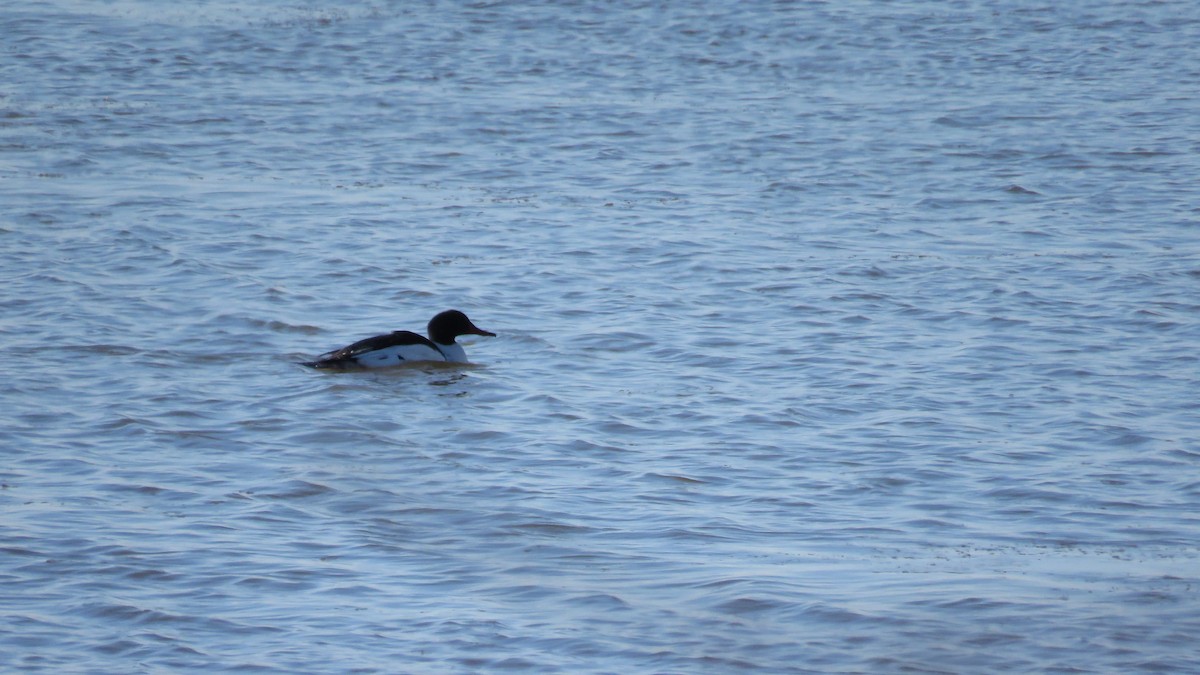 Common Merganser - ML334544931