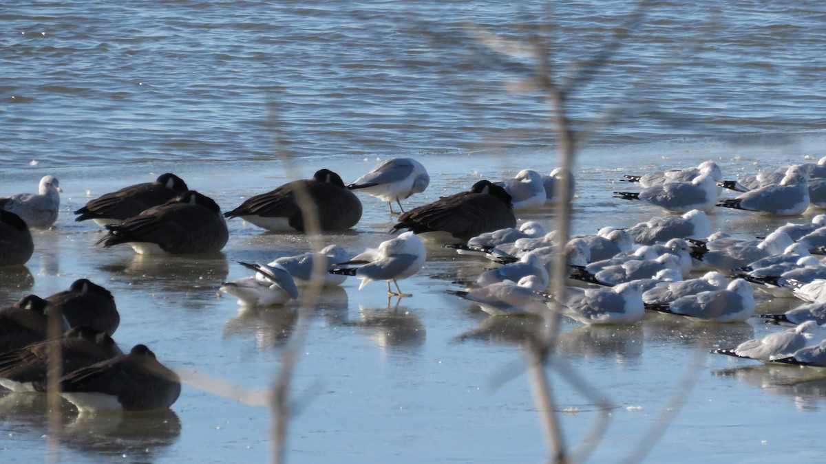 Ring-billed Gull - ML334544951