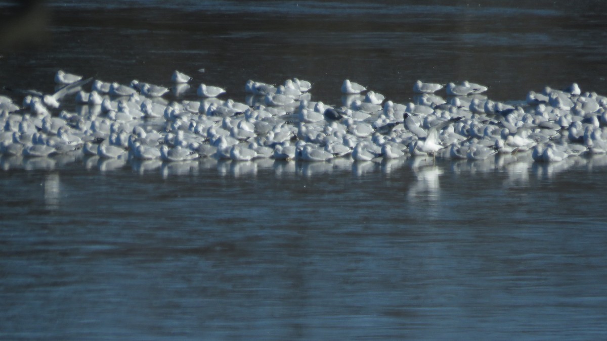 Ring-billed Gull - ML334545121