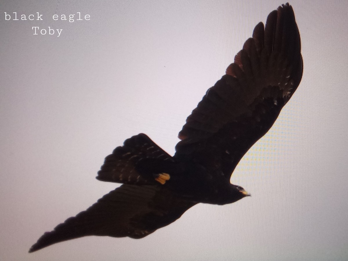 Black Eagle - ML334546411