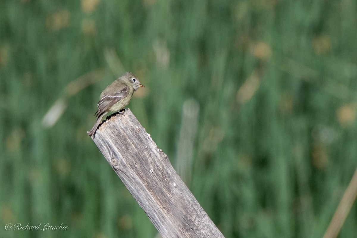 Hammond's Flycatcher - ML334546821