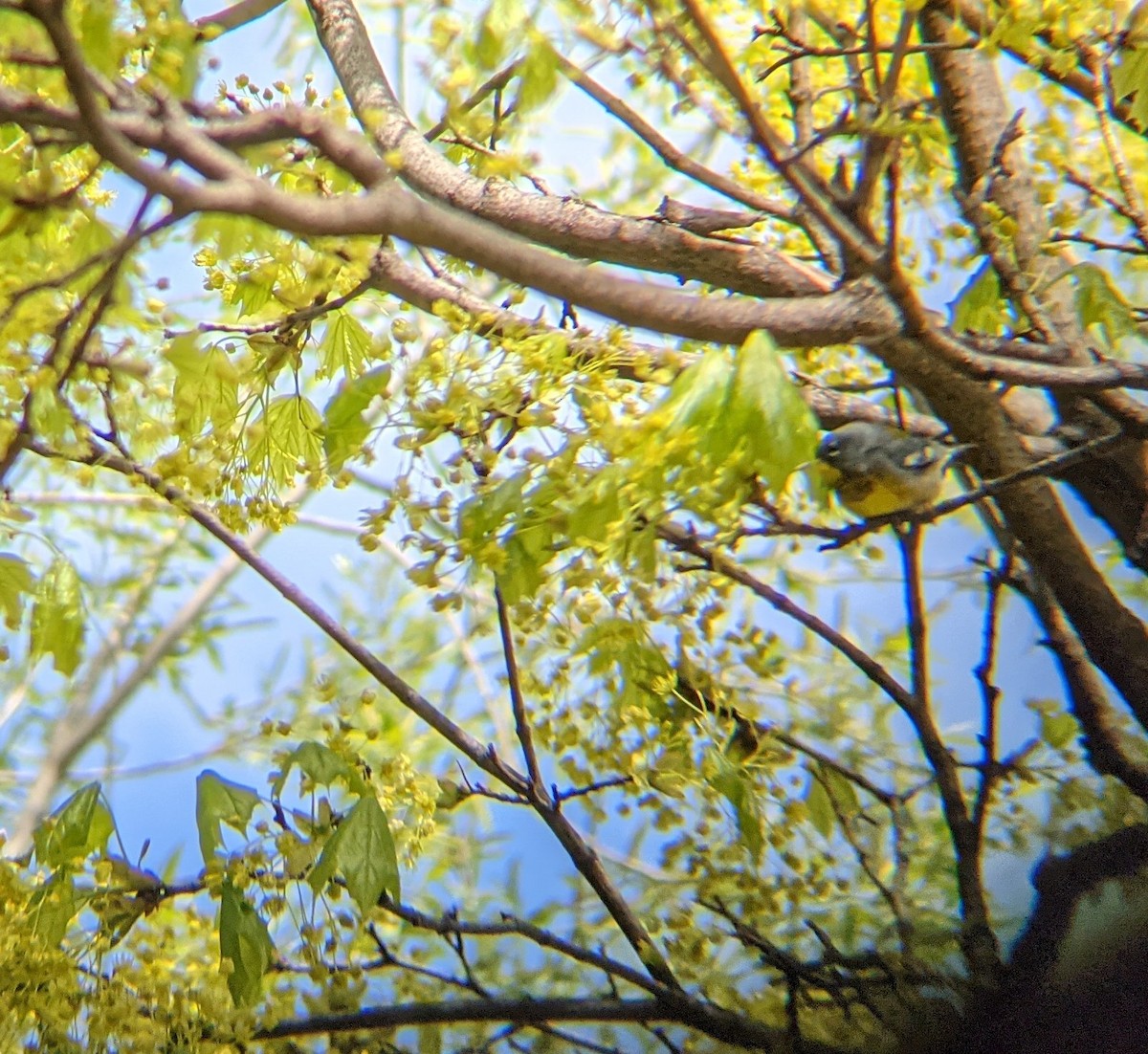 Northern Parula - ML334550451