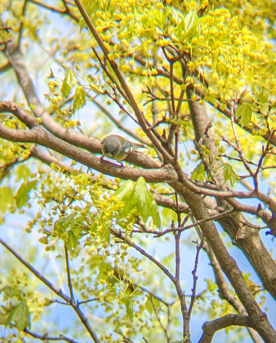 Northern Parula - ML334550561
