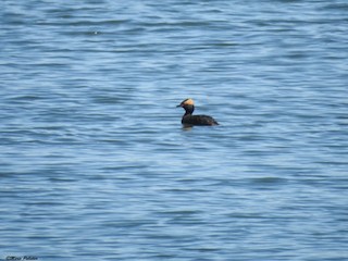 Horned Grebe - ML334550691