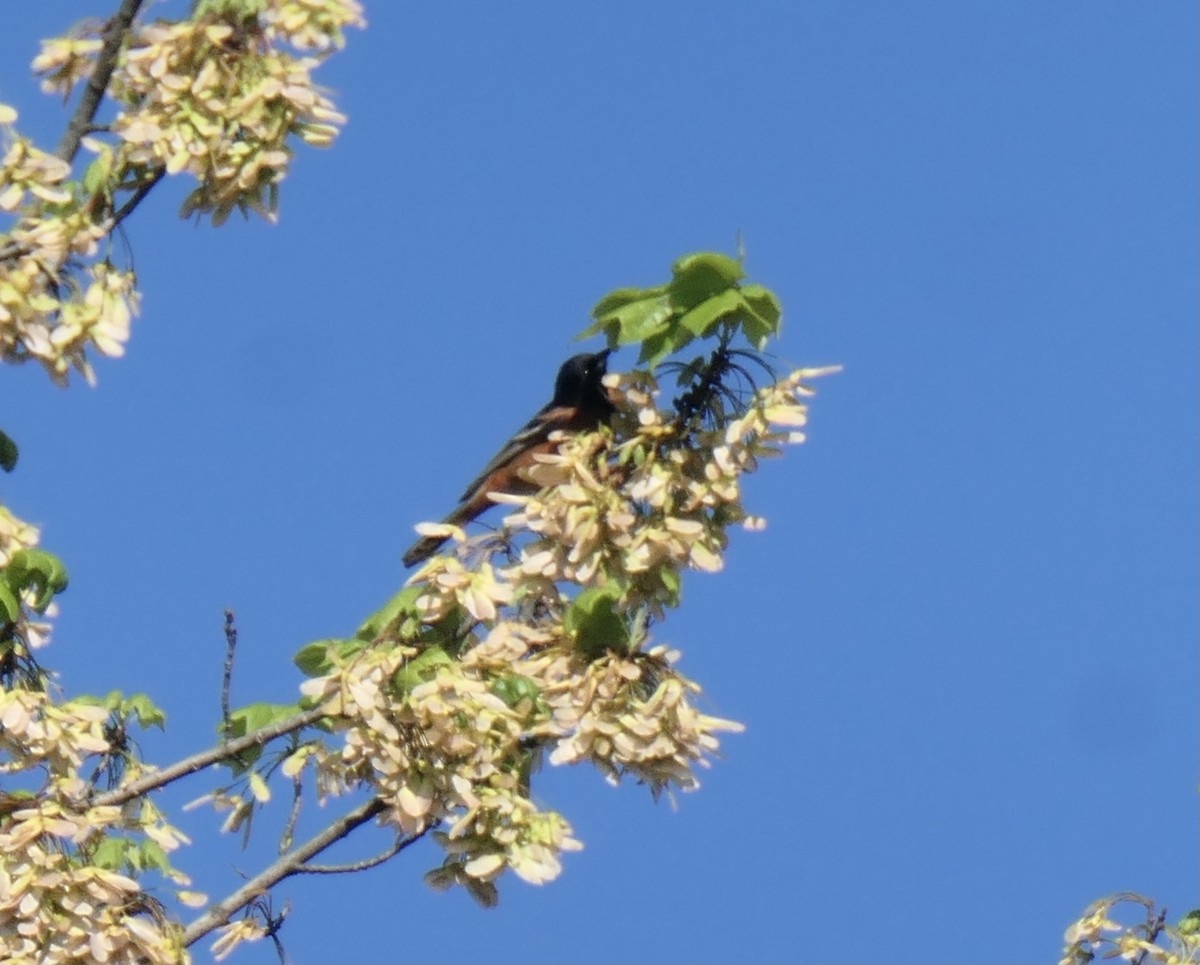 Orchard Oriole - ML334550901