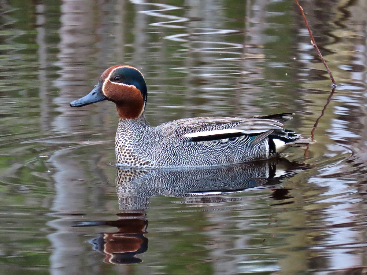 Green-winged Teal - Erkki Lehtovirta