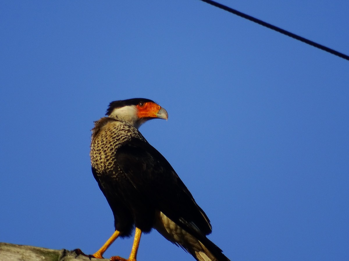 Crested Caracara (Northern) - ML334553861