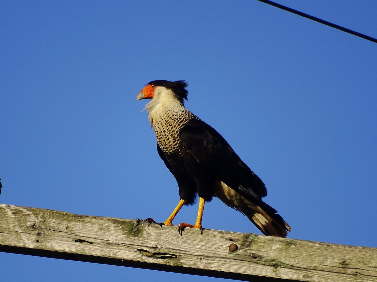 Crested Caracara (Northern) - ML334553931