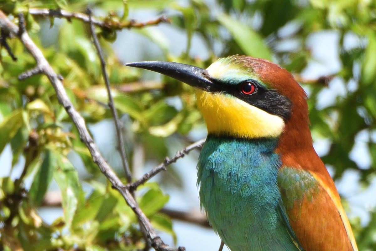 European Bee-eater - Mu Sano